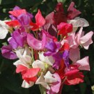 110+ Seeds Sweet Pea Royal Family Wildflower Mix Seeds edlcy (1/4 oz Seeds) 110+ Seeds Sweet Pea Royal Family Wildflower Mix Seeds edlcy (1/4 oz Seeds)