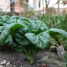 300 Seeds Bloomsdale Spinach Heirloom Garden Seeds edlcy (1/8 oz Seeds) 300 Seeds Bloomsdale Spinach Heirloom Garden Seeds edlcy (1/8 oz Seeds)