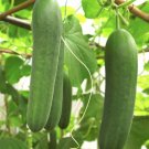 60+ Seeds Cucumber Spacemaster Heirloom Seeds edlcy (2 Grams Seeds)