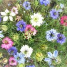 1450+ Seeds Love in a Mist Mix seeds - Nigella damas edlcy (1/8 oz Seeds) 1450+ Seeds Love in a Mist Mix seeds - Nigella damas edlcy (1/8 oz Seeds)