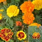 240+ Seeds French Marigold Mix Flower Seeds - Tagetes patula edlcy (1 Gram Seeds)