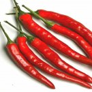 140 Seeds Cayenne Long Thin Red Pepper Heirloom Seeds edlcy (1 Gram Seeds) 140 Seeds Cayenne Long Thin Red Pepper Heirloom Seeds edlcy (1 Gram Seeds)