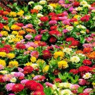 475+ Seeds Zinnia Dahlia Flowered Mix Seeds edlcy (1/8 oz Seeds) 475+ Seeds Zinnia Dahlia Flowered Mix Seeds edlcy (1/8 oz Seeds)
