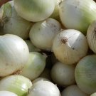 1000 Seeds Onion Sweet Spanish White Heirloom Garden Seeds edlcy (1/8 oz Seeds) 1000 Seeds Onion Sweet Spanish White Heirloom Garden Seeds edlcy (1/8 oz Seeds)