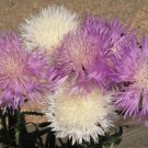 700 Seeds Imperialis Mix Sweet Sultan Seeds - Amberboa moschata edlcy (1/8 oz Seeds)