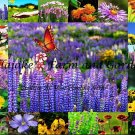 700+ Seeds All Perennial Colorful Wildflower Mix Seeds edlcy (1 Gram Seeds)