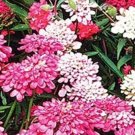 380 Seeds Candytuft Dwarf Fairy Mix Flower Seeds - Iberis sempervirens edlcy (1 Gram Seeds)