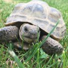 3500 Seeds Tortoise Grazing Seed Blend - for Leopard & Other Grazer Torts edlcy (1/4 oz Seeds) 3500 Seeds Tortoise Grazing Seed Blend - for Leopard & Other Grazer Torts edlcy (1/4 oz Seeds)