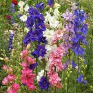 300 Seeds Rocket Larkspur Colorful Mix Seeds (1 Gram Seeds) 300 Seeds Rocket Larkspur Colorful Mix Seeds (1 Gram Seeds)