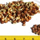 110 Seeds Small Fava Bean Sprouting Microgreen Seeds (1 oz Seeds) 110 Seeds Small Fava Bean Sprouting Microgreen Seeds (1 oz Seeds)