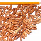 50+ Seeds Contender Bush Green Bean Seeds (1 oz Seeds) 50+ Seeds Contender Bush Green Bean Seeds (1 oz Seeds)