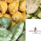 20 Seeds Scallop or Patty Pan Mix Squash Heirloom Vegetable Seeds 20 Seeds Scallop or Patty Pan Mix Squash Heirloom Vegetable Seeds