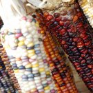 100 Seeds Rainbow Popcorn Mix Open Pollinated Corn Seeds (1/2 oz Seeds)