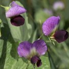 65+ Seeds Austrian Winter Pea Seeds (1/4 oz Seeds) 65+ Seeds Austrian Winter Pea Seeds (1/4 oz Seeds)