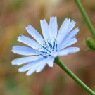 3500 Seeds Italian Dandelion Seeds - Tortoise Forage Plant (1/8 oz Seeds)
