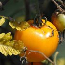 75+ Seeds Sunray Tomato Seeds (1/4 Gram Seeds) 75+ Seeds Sunray Tomato Seeds (1/4 Gram Seeds)