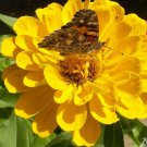 1000 Seeds Zinnia Canary Bird Seeds (1/4 oz Seeds) 1000 Seeds Zinnia Canary Bird Seeds (1/4 oz Seeds)