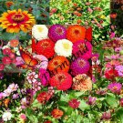 550 Seeds Mix Master Zinnia Flower Mix Seeds (1/8 oz Seeds) 550 Seeds Mix Master Zinnia Flower Mix Seeds (1/8 oz Seeds)