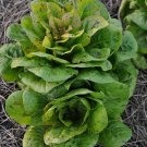 2500 Seeds Freckles Romaine Lettuce Heirloom Seeds (1/8 oz Seeds) 2500 Seeds Freckles Romaine Lettuce Heirloom Seeds (1/8 oz Seeds)