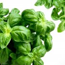 500 Seeds Genovese Basil Herb Seeds (1 Gram Seeds) 500 Seeds Genovese Basil Herb Seeds (1 Gram Seeds)
