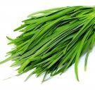 180 Seeds Garlic Chive Heirloom Culinary Herb Seeds (1 Gram Seeds) 180 Seeds Garlic Chive Heirloom Culinary Herb Seeds (1 Gram Seeds)