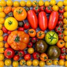 50 Seeds Tomato Seed Varieties - World's Smallest (Seeds)