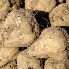 110+ Seeds Sugar Beet Open Pollinated Seeds (1/8 oz Seeds)