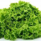 2500 Seeds Green Ice Leaf Lettuce Heirloom Seeds (1/8 oz Seeds) 2500 Seeds Green Ice Leaf Lettuce Heirloom Seeds (1/8 oz Seeds)