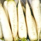 75 Seeds White Icicle Radish Seeds - Microgreens or Garden (1 Gram Seeds)
