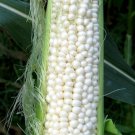 140+ Seeds Country Gentleman Corn (1 oz Seeds)