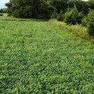 6000+ Seeds Buck Forage Plot Mix Seeds with Ladino, Crimson & Apache Clove, Alfalfa (1/4 oz Seeds)