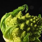 800 Seeds Romanesco Italia Fractal Broccoli Seeds (1/8 oz Seeds) 800 Seeds Romanesco Italia Fractal Broccoli Seeds (1/8 oz Seeds)