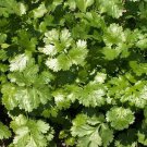 500 Seeds Coriander Leisure Cilantro Culinary Herb Seeds - Coriandrum sativum (1/4 oz Seeds) 500 Seeds Coriander Leisure Cilantro Culinary Herb Seeds - Coriandrum sativum (1/4 oz Seeds)