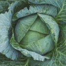 200 Seeds Danish Ballhead Cabbage - Microgreens or Garden (1 Gram Seeds)