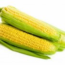 50 Seeds Golden Beauty Corn Heirloom Open Pollinated Seeds (1/2 oz Seeds)