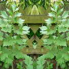 700 Seeds Lovage Culinary Herb Heirloom Seeds - Levisticum officinale (2 Grams Seeds) 700 Seeds Lovage Culinary Herb Heirloom Seeds - Levisticum officinale (2 Grams Seeds)
