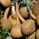 40 Seeds Dipper Gourd Garden Vegetable Seeds (1/4 oz Seeds) 40 Seeds Dipper Gourd Garden Vegetable Seeds (1/4 oz Seeds)