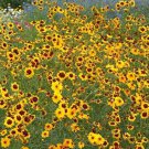 11,000 Seeds Plains Coreopsis Seeds - Coreopsis tinctoria (1/8 oz Seeds) 11,000 Seeds Plains Coreopsis Seeds - Coreopsis tinctoria (1/8 oz Seeds)