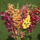 1750 Seeds Snapdragon Giant Tetra Mix Flower Seeds - Antirrhinum majus (1/4 Gram Seeds) 1750 Seeds Snapdragon Giant Tetra Mix Flower Seeds - Antirrhinum majus (1/4 Gram Seeds)