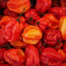 90 Seeds Red Habanero Pepper Seeds (1/2 Gram Seeds)