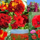 1100+ Seeds All Red Wildflower Mix Seeds - Perennials and Annuals (1/8 oz Seeds) 1100+ Seeds All Red Wildflower Mix Seeds - Perennials and Annuals (1/8 oz Seeds)
