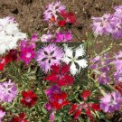 900+ Seeds Fringed Pinks Mix Dianthus Seeds (1 Gram Seeds)