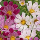 500 Seeds Cosmos Sea Shells Mix Flower Seeds (1/8 oz Seeds) 500 Seeds Cosmos Sea Shells Mix Flower Seeds (1/8 oz Seeds)