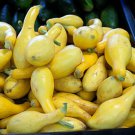 90 Seeds Crookneck Yellow Summer Squash Heirloom Vegetable Seeds (1/4 oz Seeds) 90 Seeds Crookneck Yellow Summer Squash Heirloom Vegetable Seeds (1/4 oz Seeds)