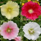 40 Seeds Hollyhock Single Mix Wildflower Seeds - Alcea rosea (1/2 Gram Seeds)