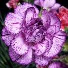100 Seeds Bi Color Purple Carnation Seeds Dianthus Flowers Seed Flower Perennial (Seeds)