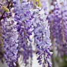 5 Seeds Sinensis Wisteria Seeds Vine Climbing Flower Perennial (Seeds) 5 Seeds Sinensis Wisteria Seeds Vine Climbing Flower Perennial (Seeds)