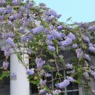5 Seeds Frutescents Wisteria Seeds Vine Climbing Flower Perennial (Seeds)