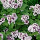 25 Seeds White Lavendar Lilac Seeds Tree Fragrant Flowers Perennial Seed Flower (Seeds)