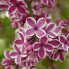 25 Seeds Sensation Lilac Seeds Tree Fragrant Flowers Perennial (Seeds)